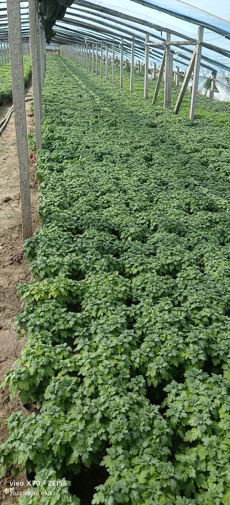 菊花规格全支持绿化造型