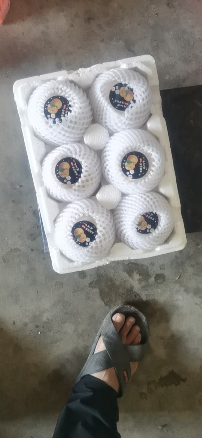 正宗烟莱阳秋月梨，产地直供，质优价适，可提供包装场地！