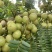 潮汕矮种牛柑果油甘果加工厂奶茶店榨汁