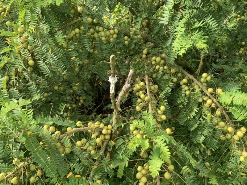 潮汕矮种牛柑果油甘果加工厂奶茶店榨汁