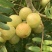 潮汕矮种牛柑果油甘果加工厂奶茶店榨汁
