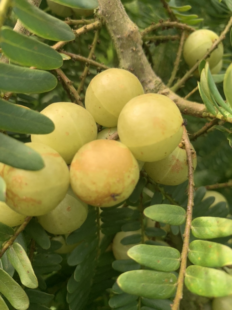 潮汕矮种牛柑果油甘果加工厂奶茶店榨汁