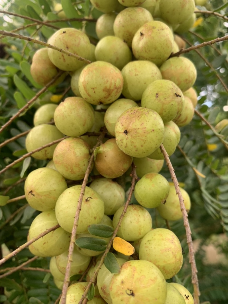 潮汕矮种牛柑果油甘果加工厂奶茶店榨汁