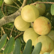 潮汕矮种牛柑果油甘果加工厂奶茶店榨汁