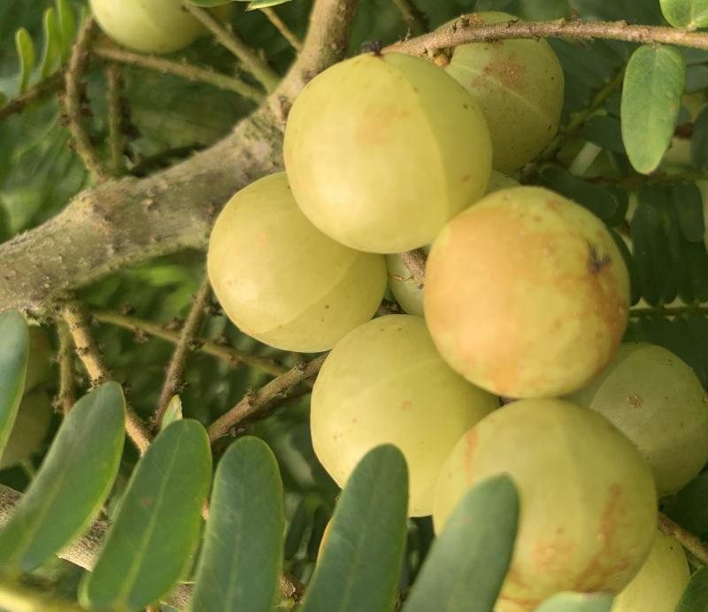 潮汕矮种牛柑果油甘果加工厂奶茶店榨汁