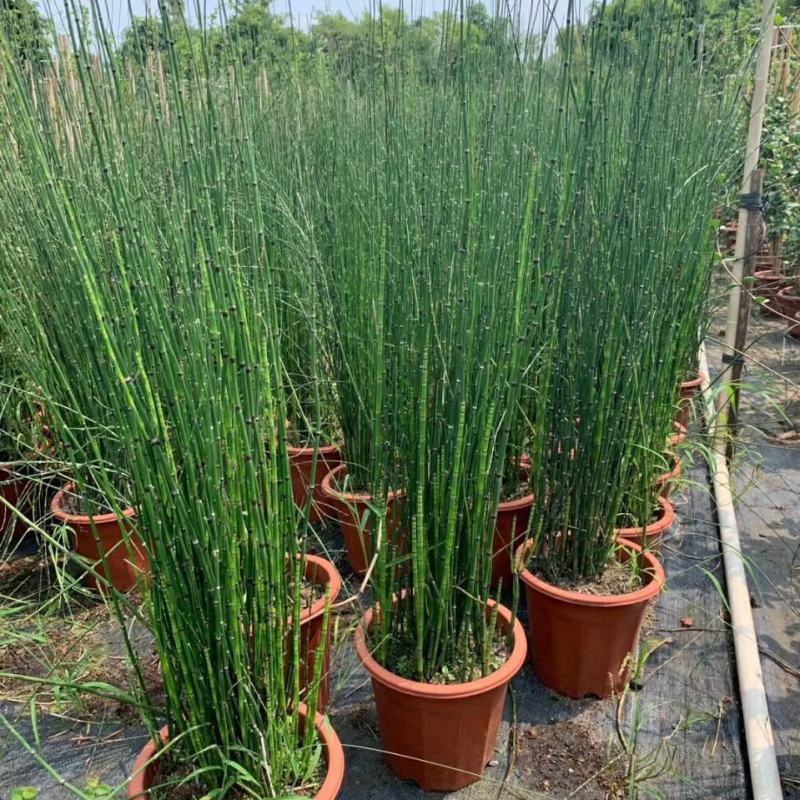木贼庭院耐寒喜光四季常青笔管笔头草盆栽节节草新奇植物室内