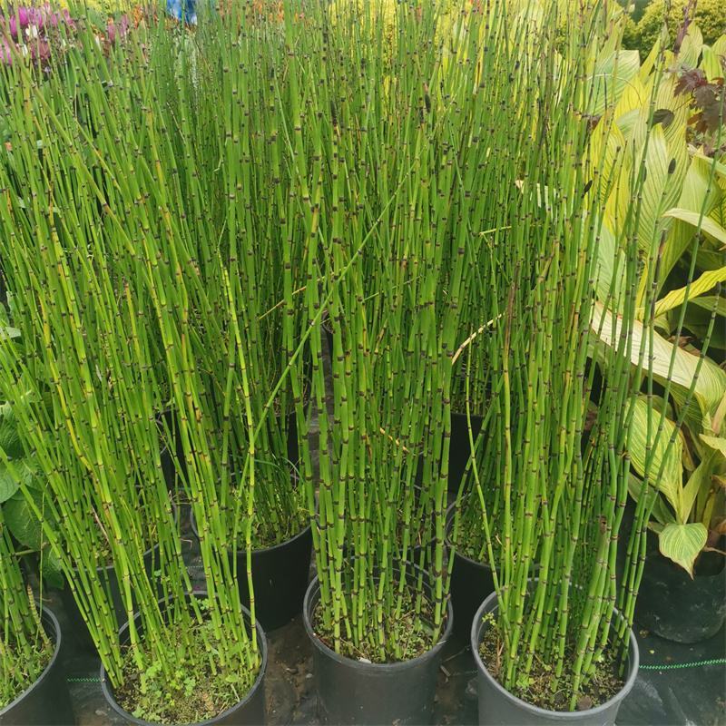 木贼庭院耐寒喜光四季常青笔管笔头草盆栽节节草新奇植物室内