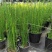 木贼庭院耐寒喜光四季常青笔管笔头草盆栽节节草新奇植物室内