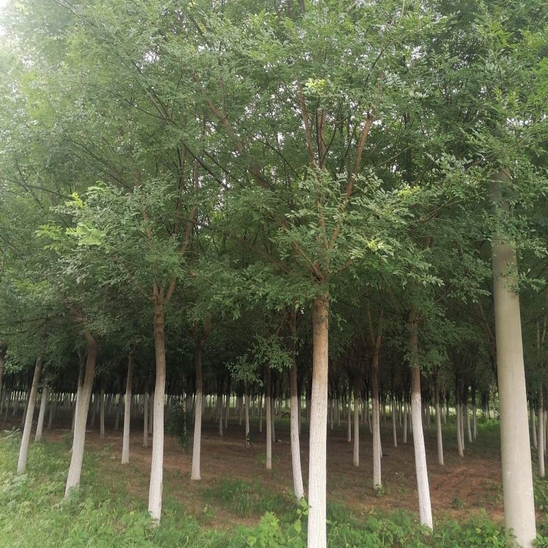 山东精品国槐，基地直供，无中间差价，一手货源，视频看货