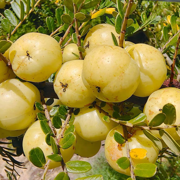 新鲜潮汕崩砍甜油柑，牛柑果，滇橄榄，余甘果