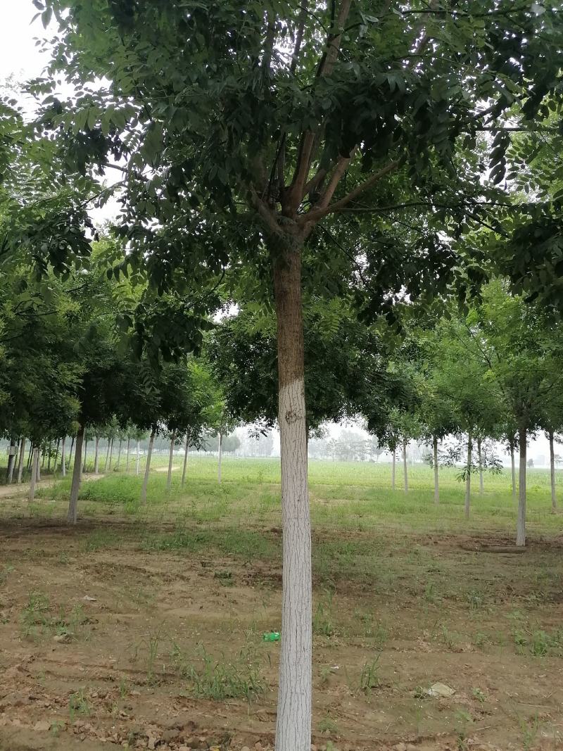 山东精品国槐，基地直供，无中间差价，一手货源，视频看货