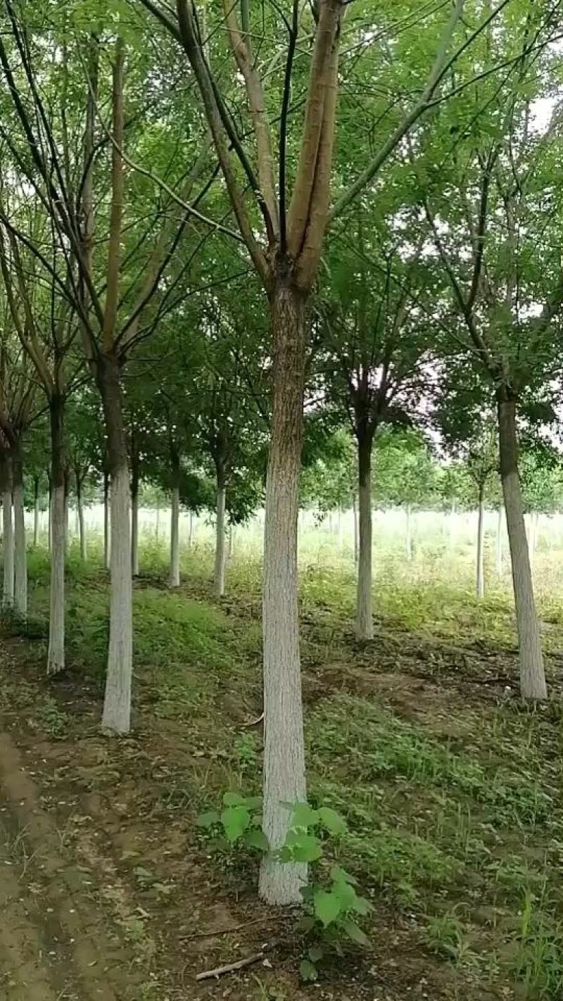 山东精品国槐，基地直供，无中间差价，一手货源，视频看货