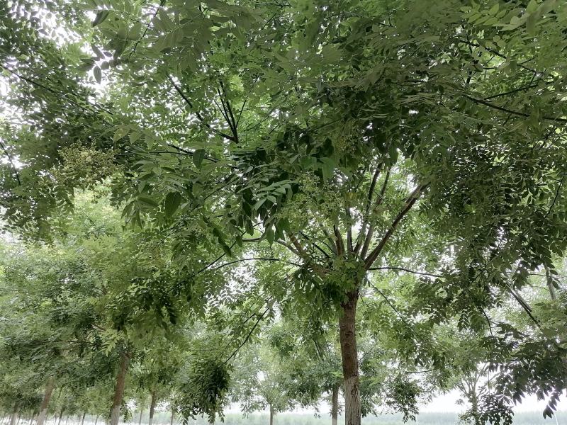 山东精品国槐，基地直供，无中间差价，一手货源，视频看货