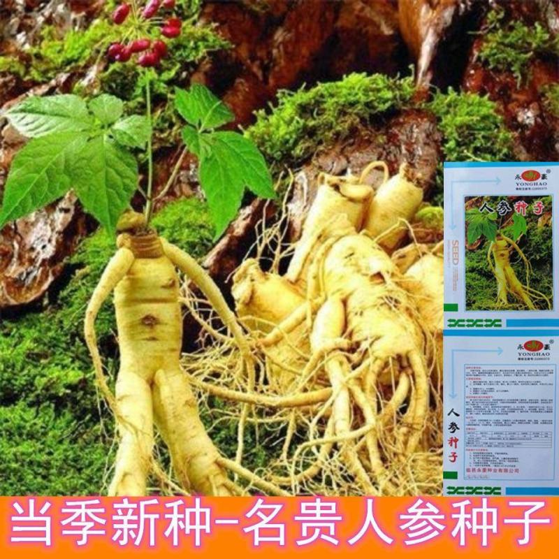 人参种子长白山野人参西洋参花旗参四季易发芽中药材种籽阳台