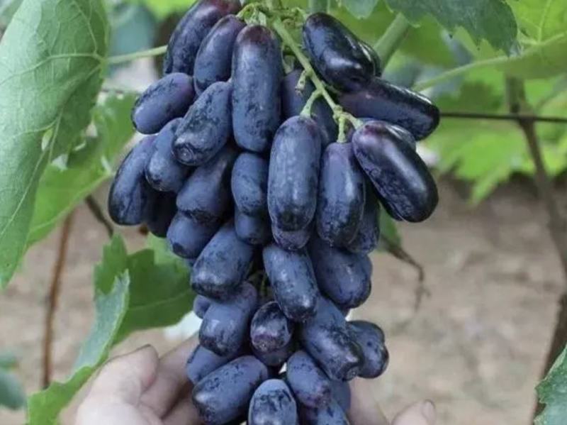 河北葡萄精品蓝宝石大量上市价格实惠质量保证欢迎联系