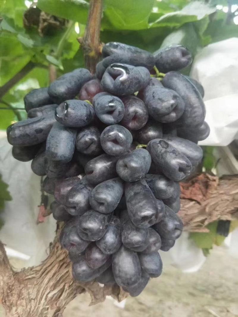 河北葡萄精品蓝宝石大量上市价格实惠质量保证欢迎联系