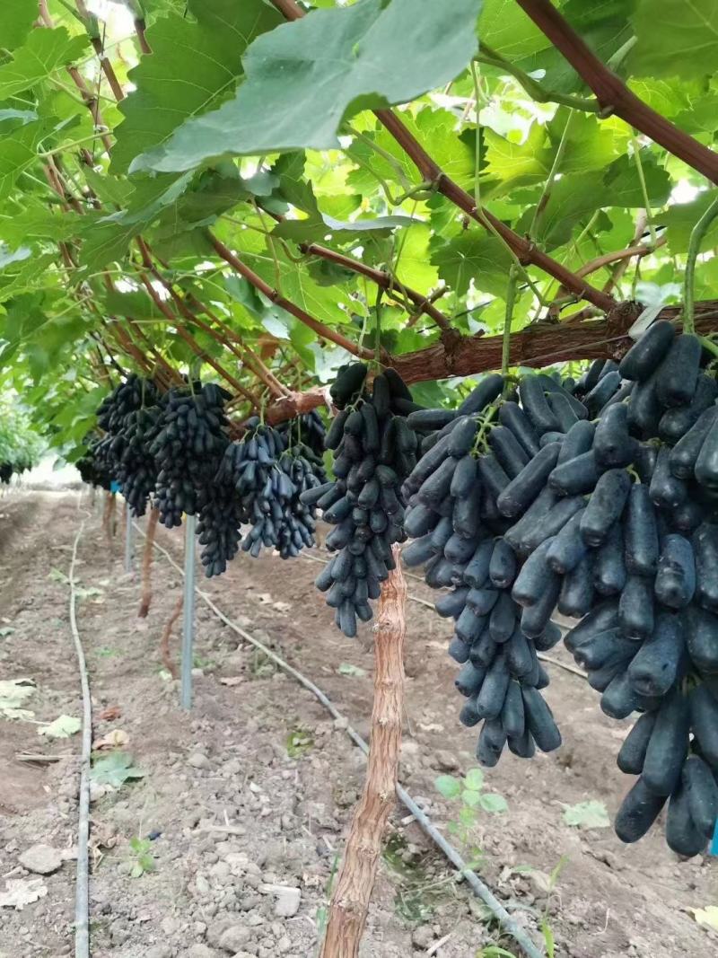 河北葡萄精品蓝宝石大量上市价格实惠质量保证欢迎联系