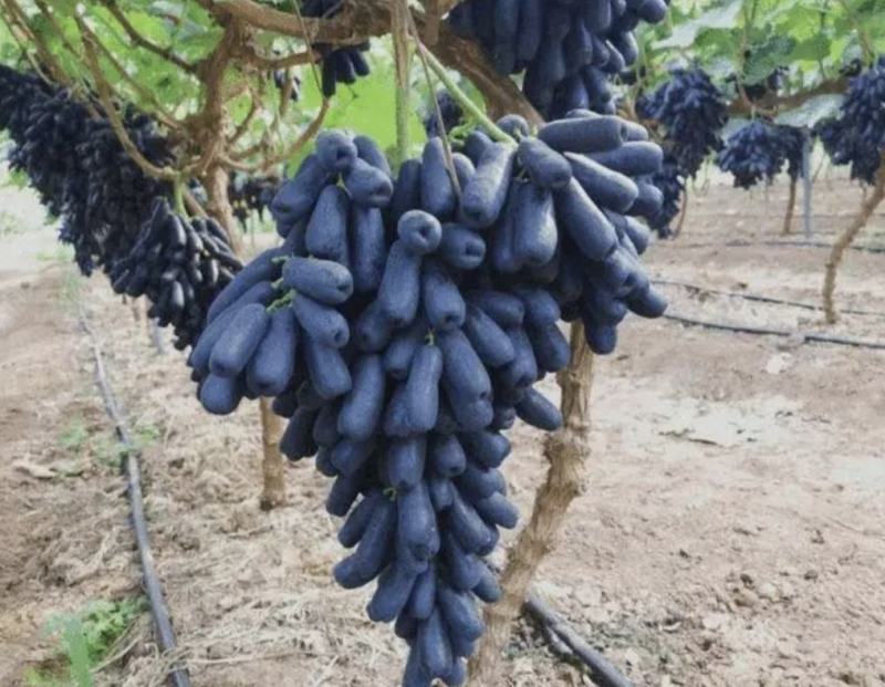 河北葡萄精品蓝宝石大量上市价格实惠质量保证欢迎联系