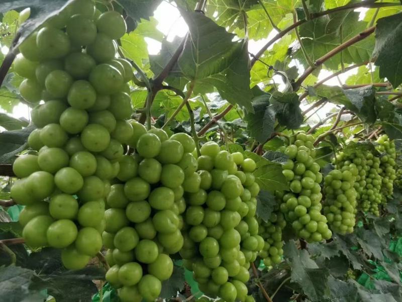 晋州阳光玫瑰葡萄大量上市一手货源质量保证对接全国商超