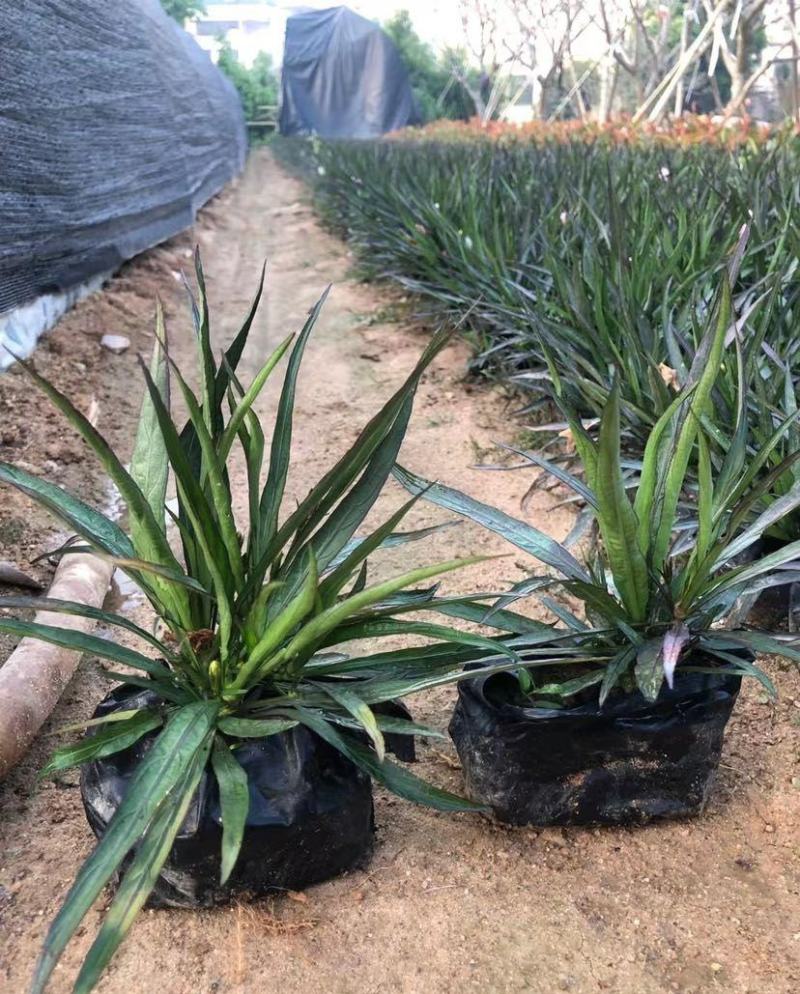 翠芦莉花苗盆栽多年生宿根花卉耐热耐寒四季开花室外庭院阳台