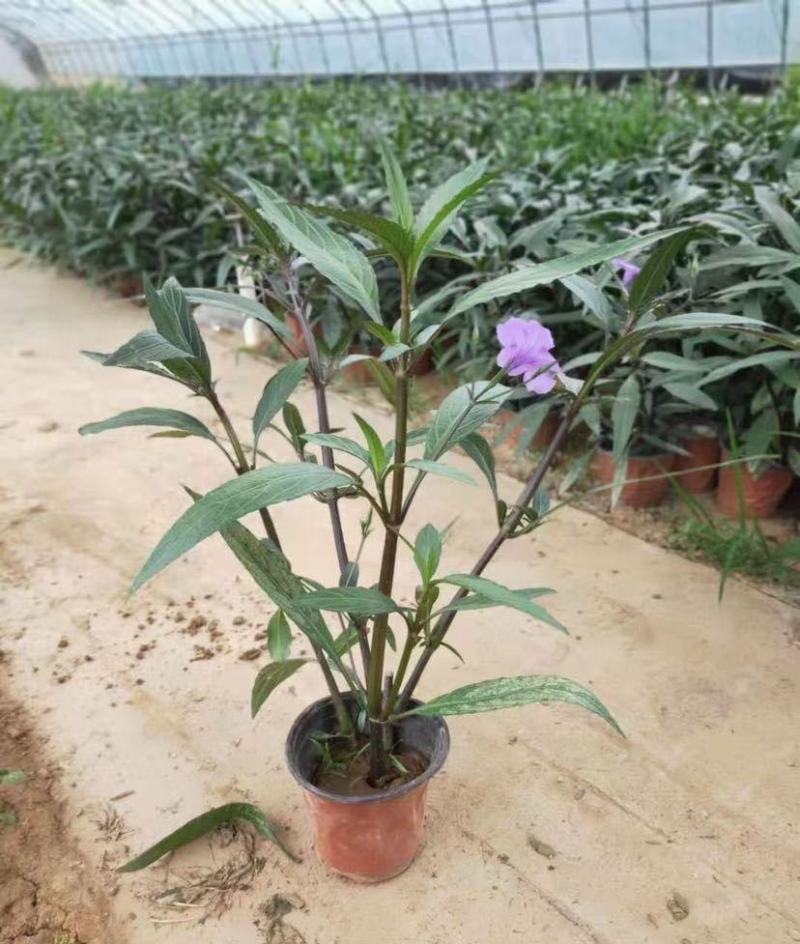 翠芦莉花苗盆栽多年生宿根花卉耐热耐寒四季开花室外庭院阳台