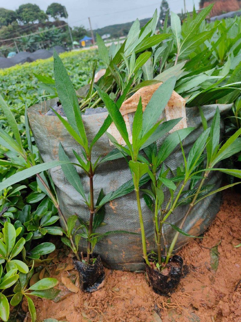 翠芦莉花苗盆栽多年生宿根花卉耐热耐寒四季开花室外庭院阳台