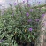 翠芦莉花苗盆栽多年生宿根花卉耐热耐寒四季开花室外庭院阳台