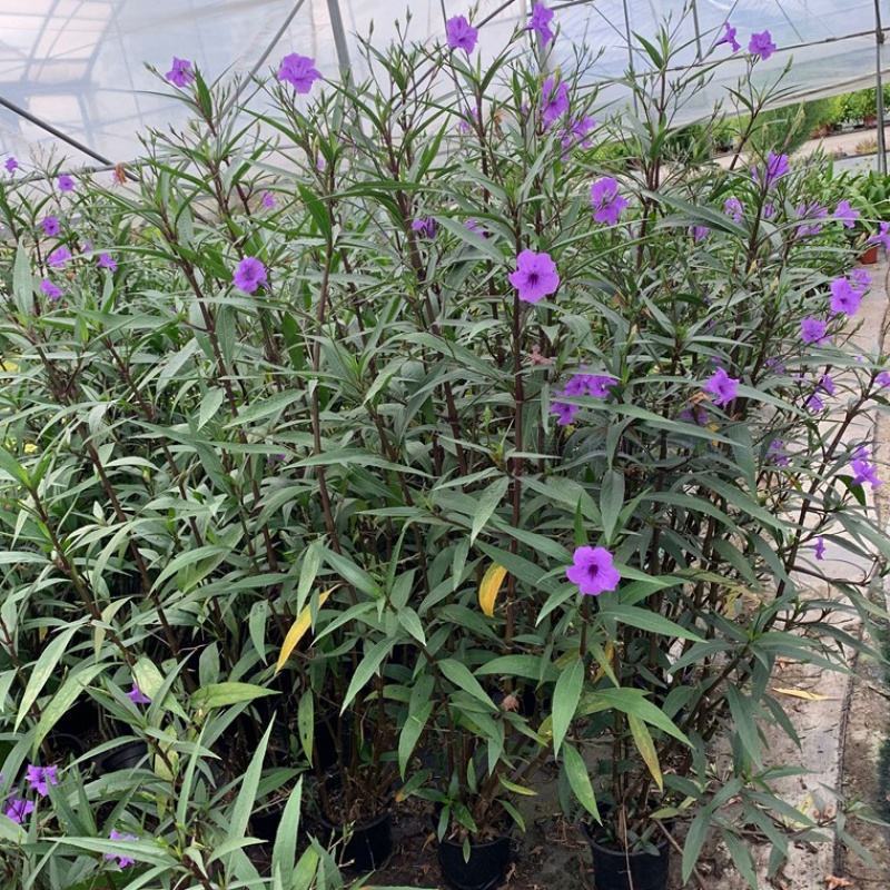 翠芦莉花苗盆栽多年生宿根花卉耐热耐寒四季开花室外庭院阳台