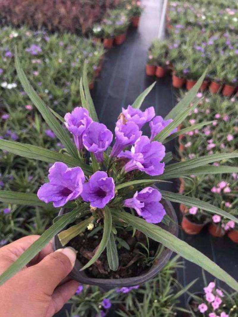 翠芦莉花苗盆栽多年生宿根花卉耐热耐寒四季开花室外庭院阳台