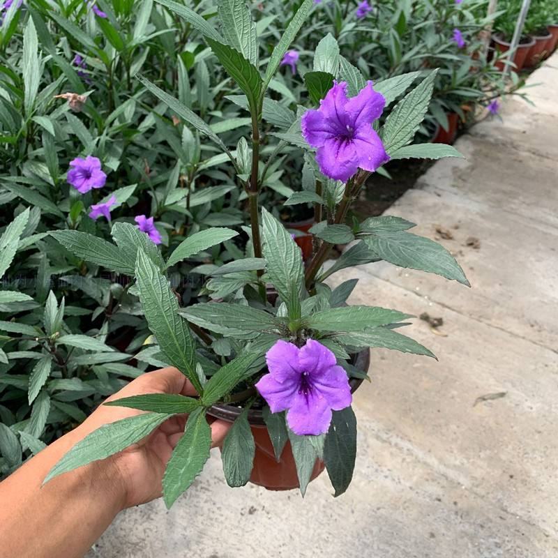 翠芦莉花苗盆栽多年生宿根花卉耐热耐寒四季开花室外庭院阳台