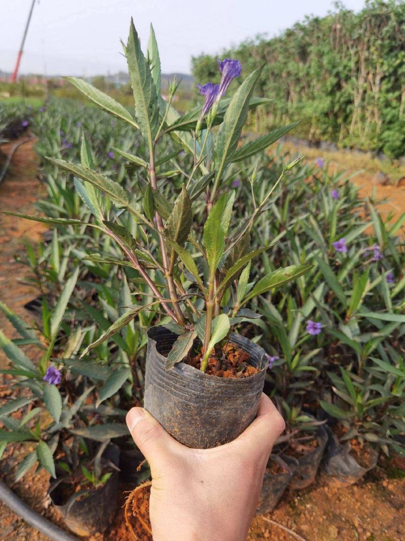 翠芦莉花苗盆栽多年生宿根花卉耐热耐寒四季开花室外庭院阳台