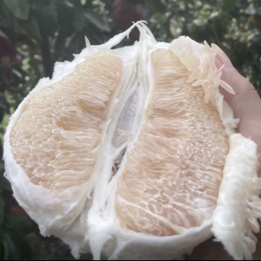 梅州大埔白柚红柚
