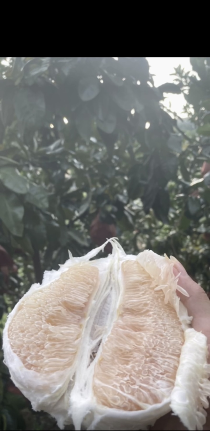 梅州大埔白柚红柚