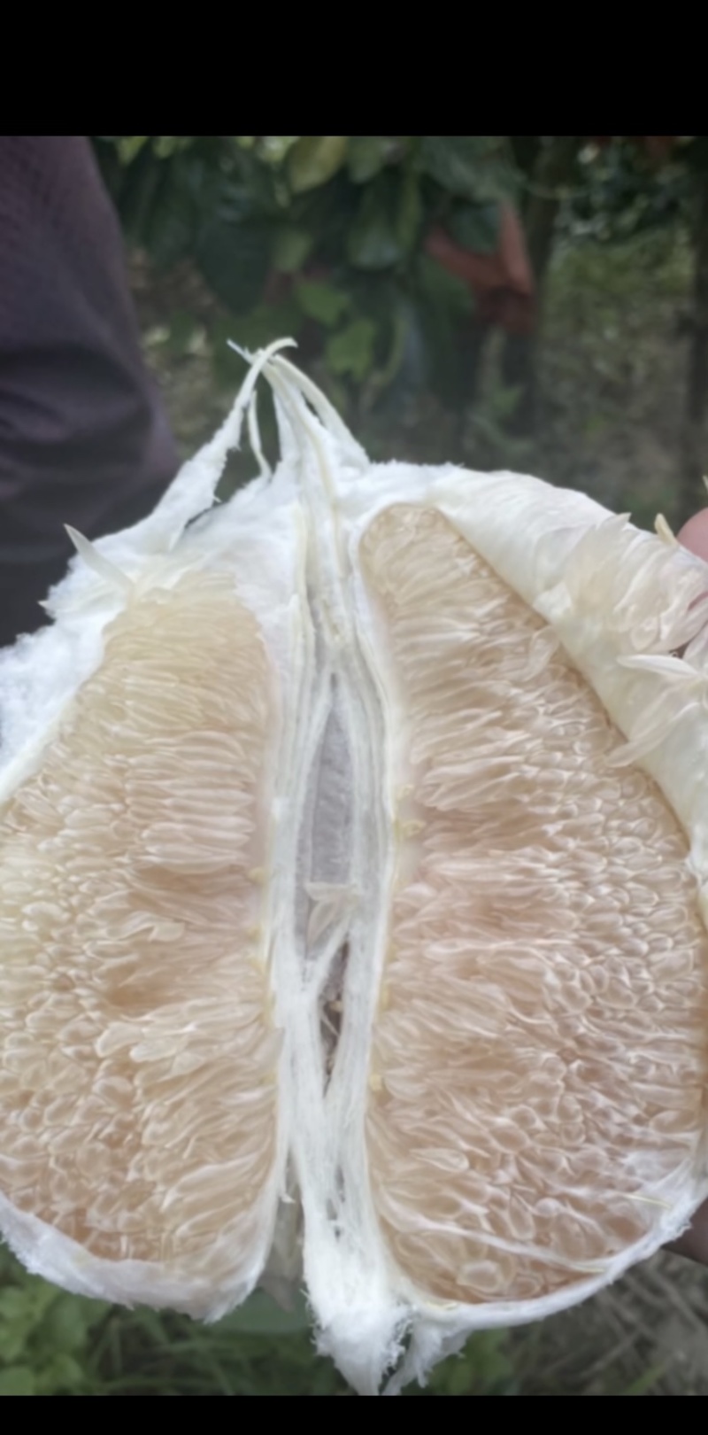 梅州大埔白柚红柚