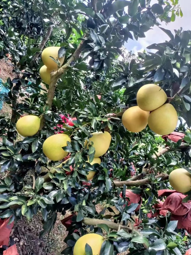 梅州大埔白柚红柚
