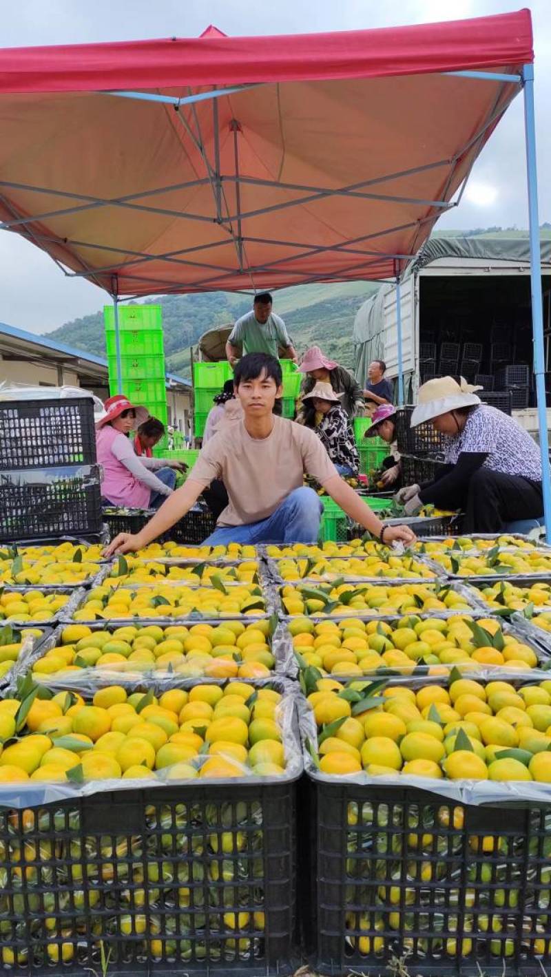 湖北叶桔高山蜜橘特早叶桔大量上市皮薄肉甜果园现采大量