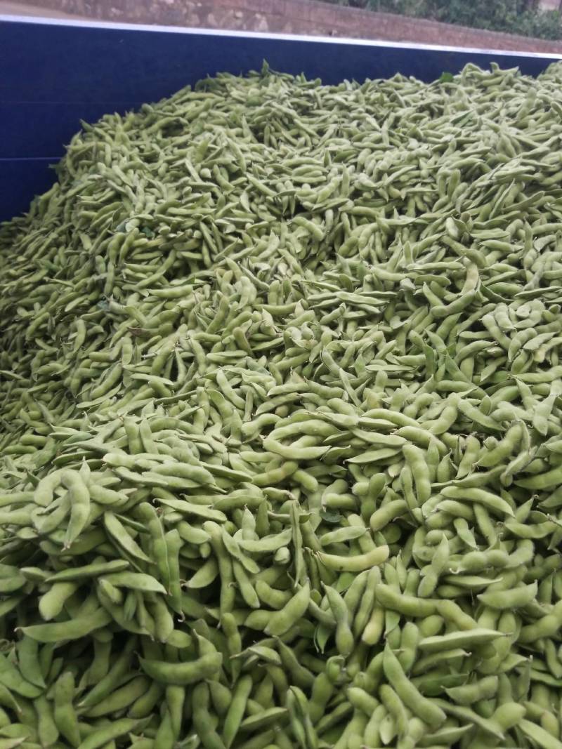毛豆大量上市，要的赶快