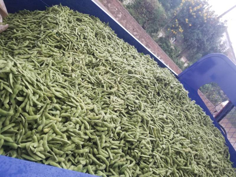 毛豆大量上市，要的赶快