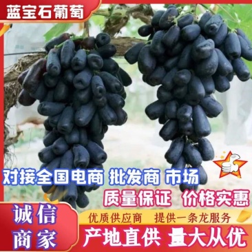 河北葡萄精品蓝宝石大量上市价格实惠质量保证欢迎联系