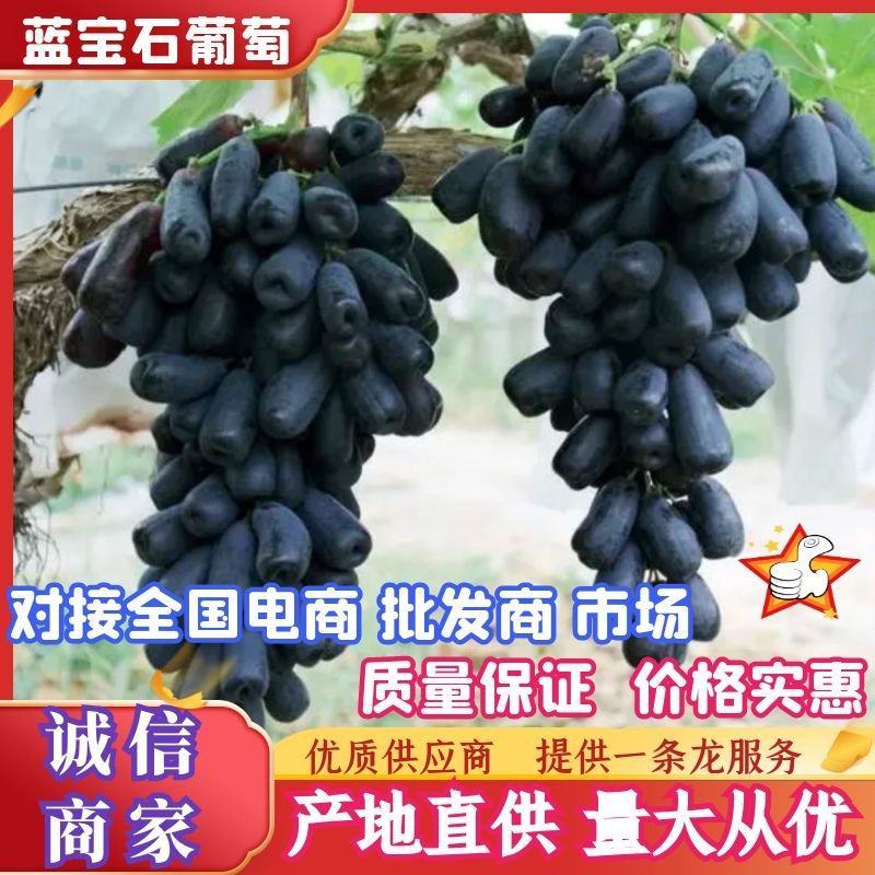 河北葡萄精品蓝宝石大量上市价格实惠质量保证欢迎联系