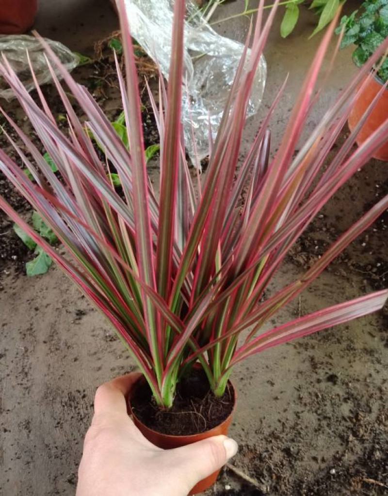 七彩铁五彩千年木盆栽三色龙血树红竹观叶植物吸甲醛