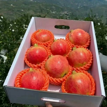 中国石榴之乡会理石榴