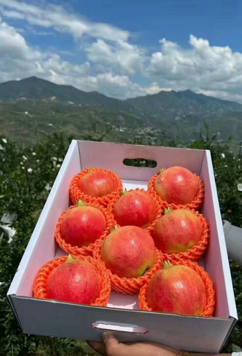 中国石榴之乡会理石榴