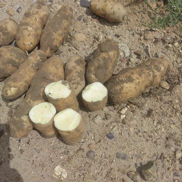 麦肯土豆，二两起，一千亩基地货，干物质高，