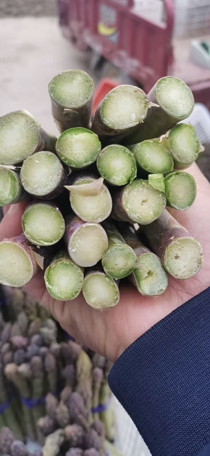 芦笋种子多年生芦笋种子抗病好耐热绿芦笋种子