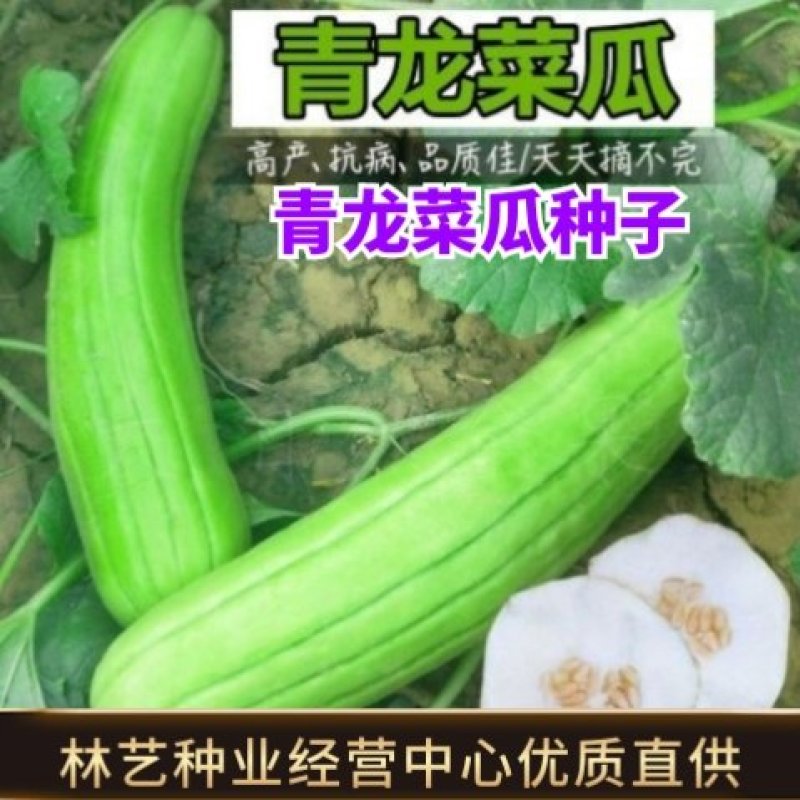 青龙菜瓜种子脆瓜种子汁多味清香生食凉拌腌制水果蔬菜种子
