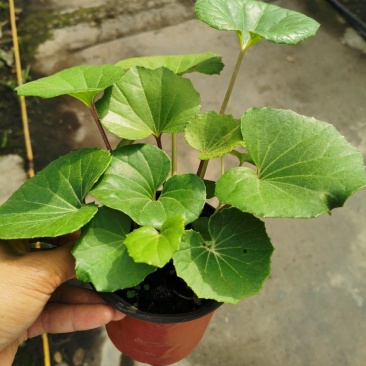 多年生大吴风草大苗耐寒热耐阴庭院室外四季花卉绿植盆栽
