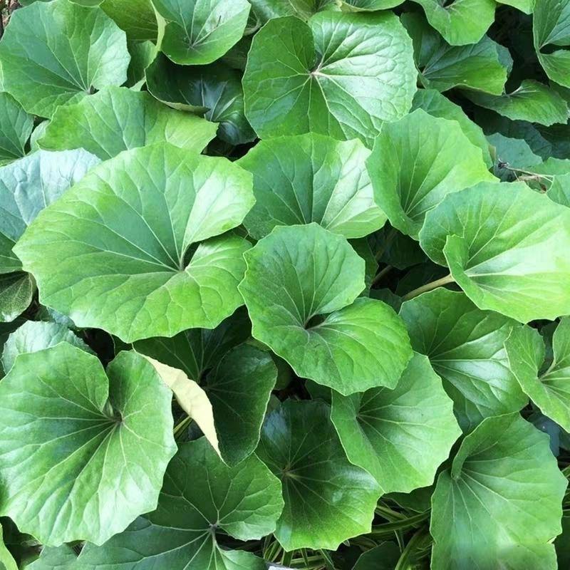 多年生大吴风草大苗耐寒热耐阴庭院室外四季花卉绿植盆栽