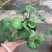 多年生大吴风草大苗耐寒热耐阴庭院室外四季花卉绿植盆栽