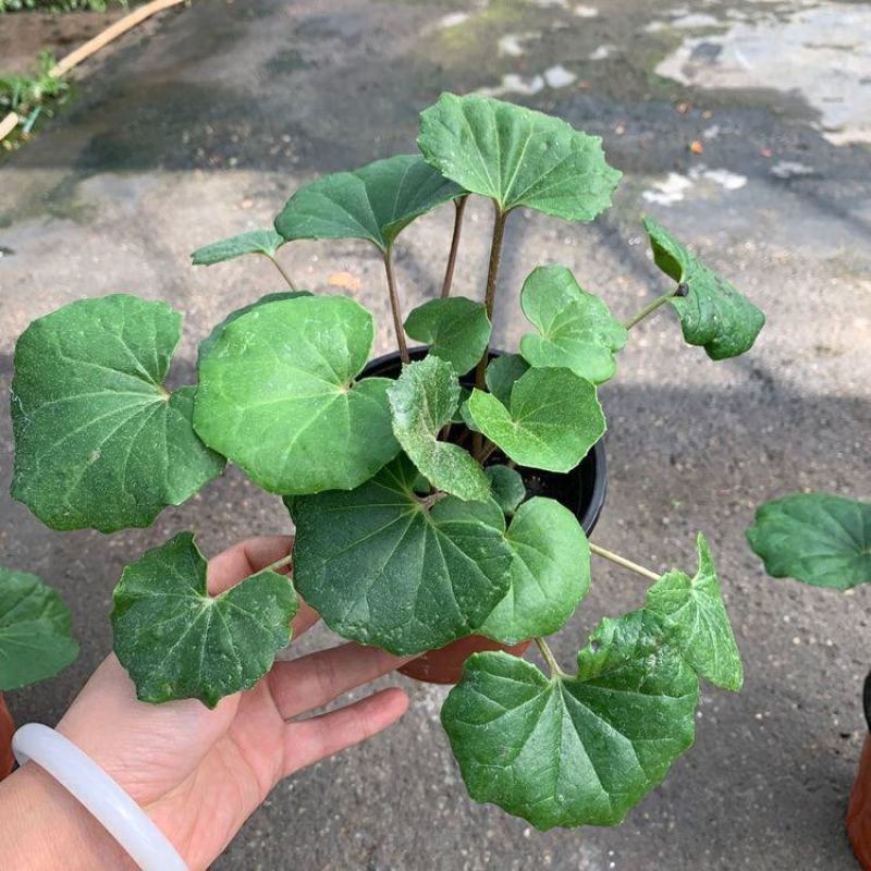 多年生大吴风草大苗耐寒热耐阴庭院室外四季花卉绿植盆栽